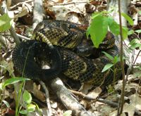 Rattlesnake
